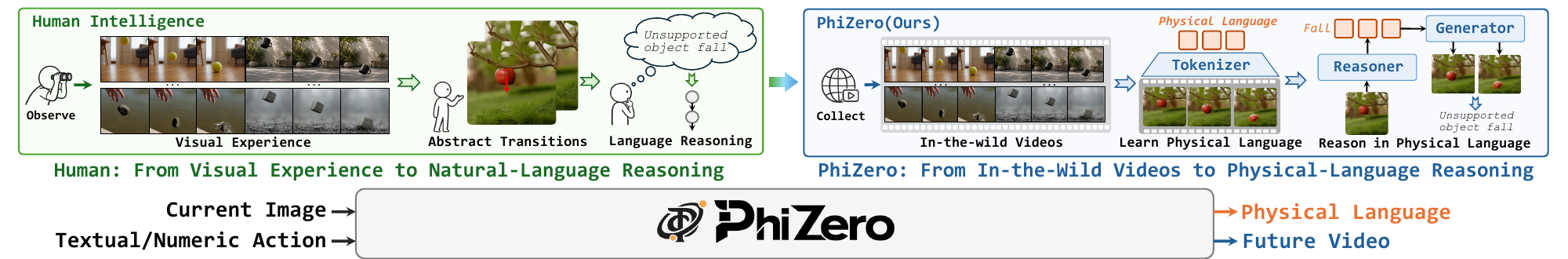 Humans organize predictive structure from visual experience in natural language, while PhiZero learns a finer-grained physical language from in-the-wild videos